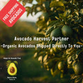 TEST-Avocado Harvest Partner (Dragon)