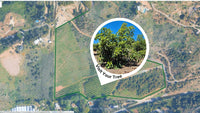 Name a tree on our farm, receive its photo and map location, and come visit it!
