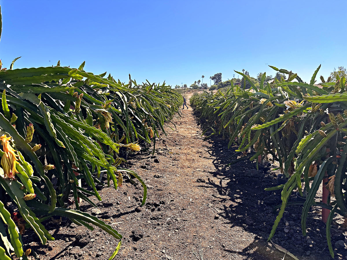 Fortule Farms rows in Escondido, CA