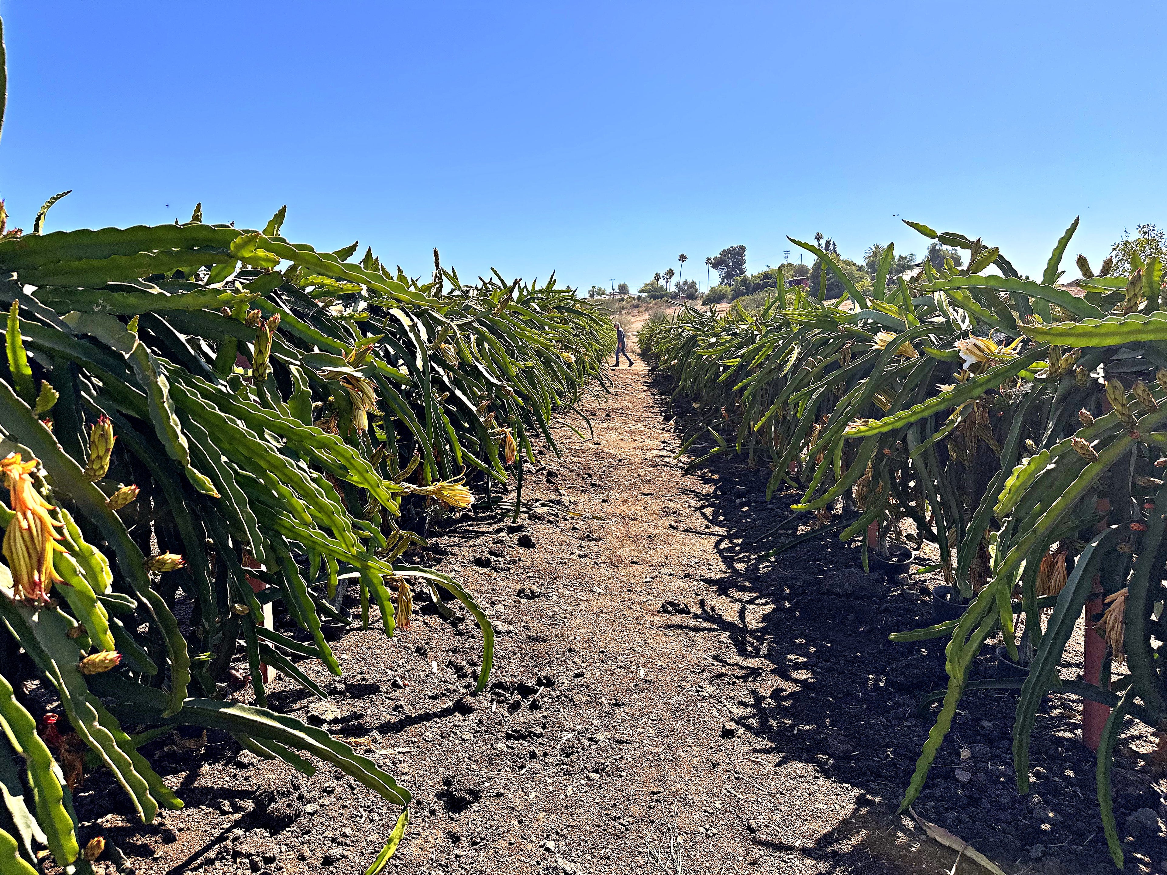 Fortule Farms Cactus Level Supporter