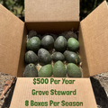 Avocado Grove Steward: Eight Shipments of 12 Delicious Organic Avocados