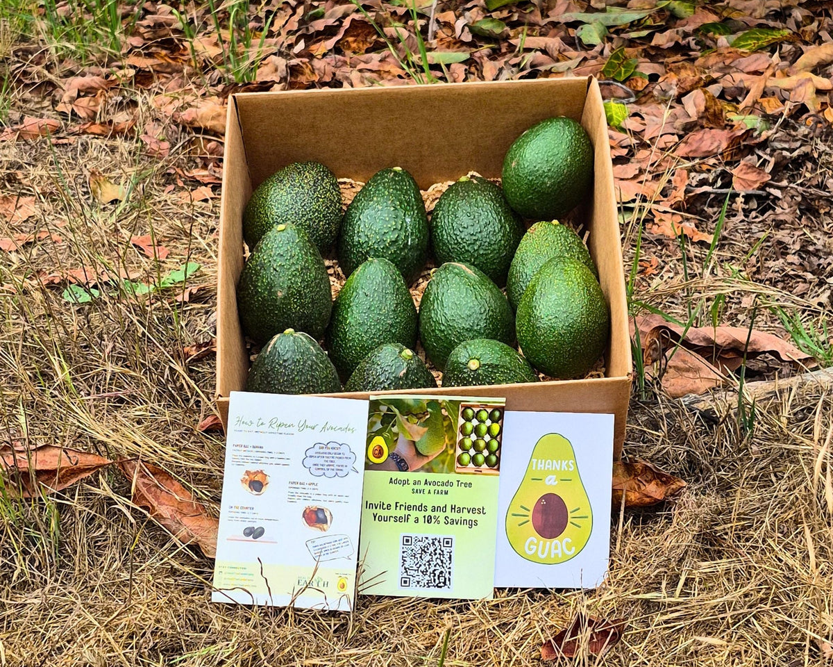 A box of organic avocados in the Wild Acres grove