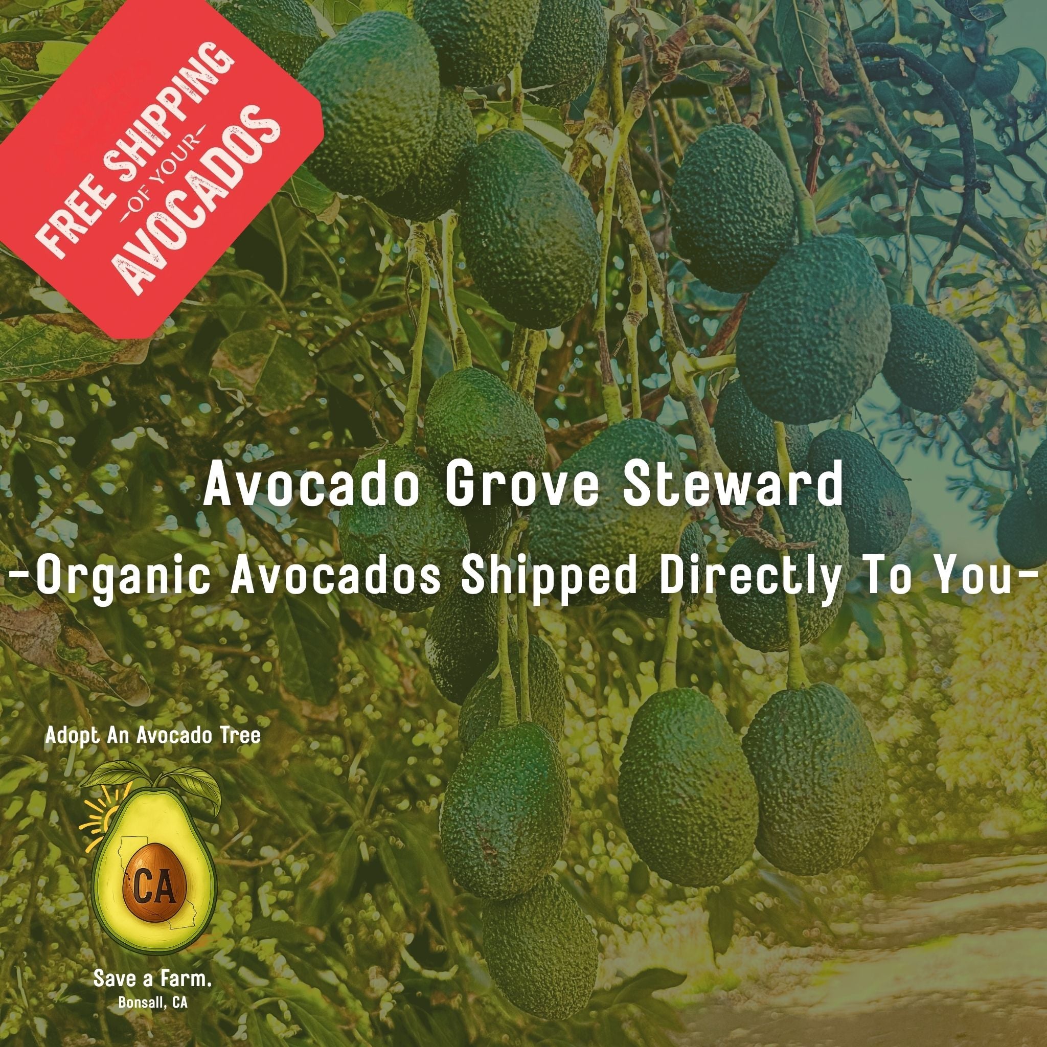 Avocado Harvest - Adoption Order #1012