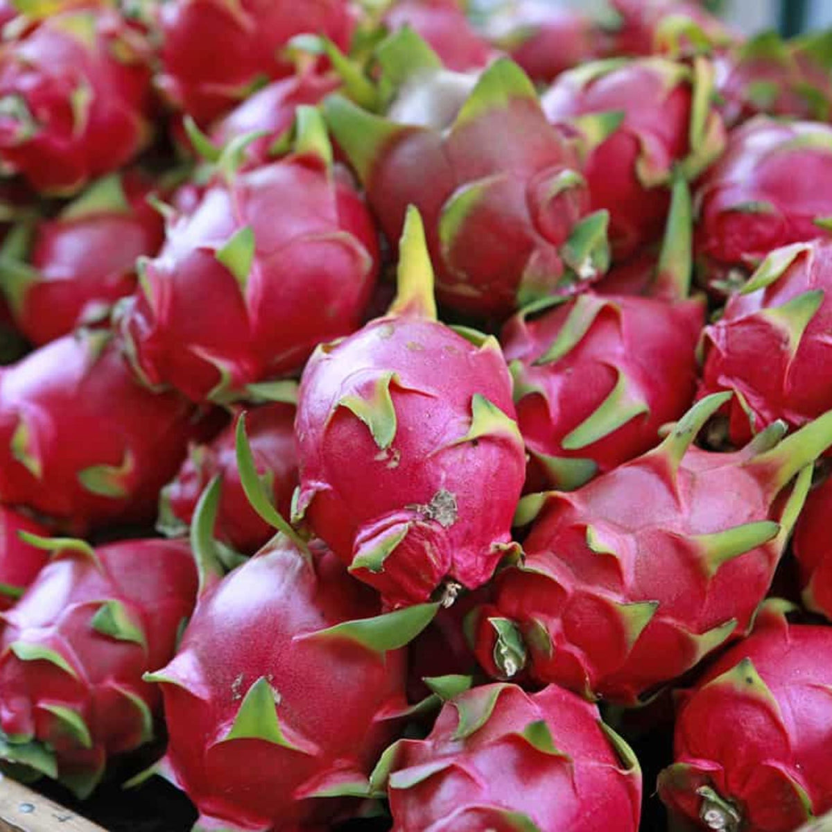 Organic dragon fruit from Fortule Farms