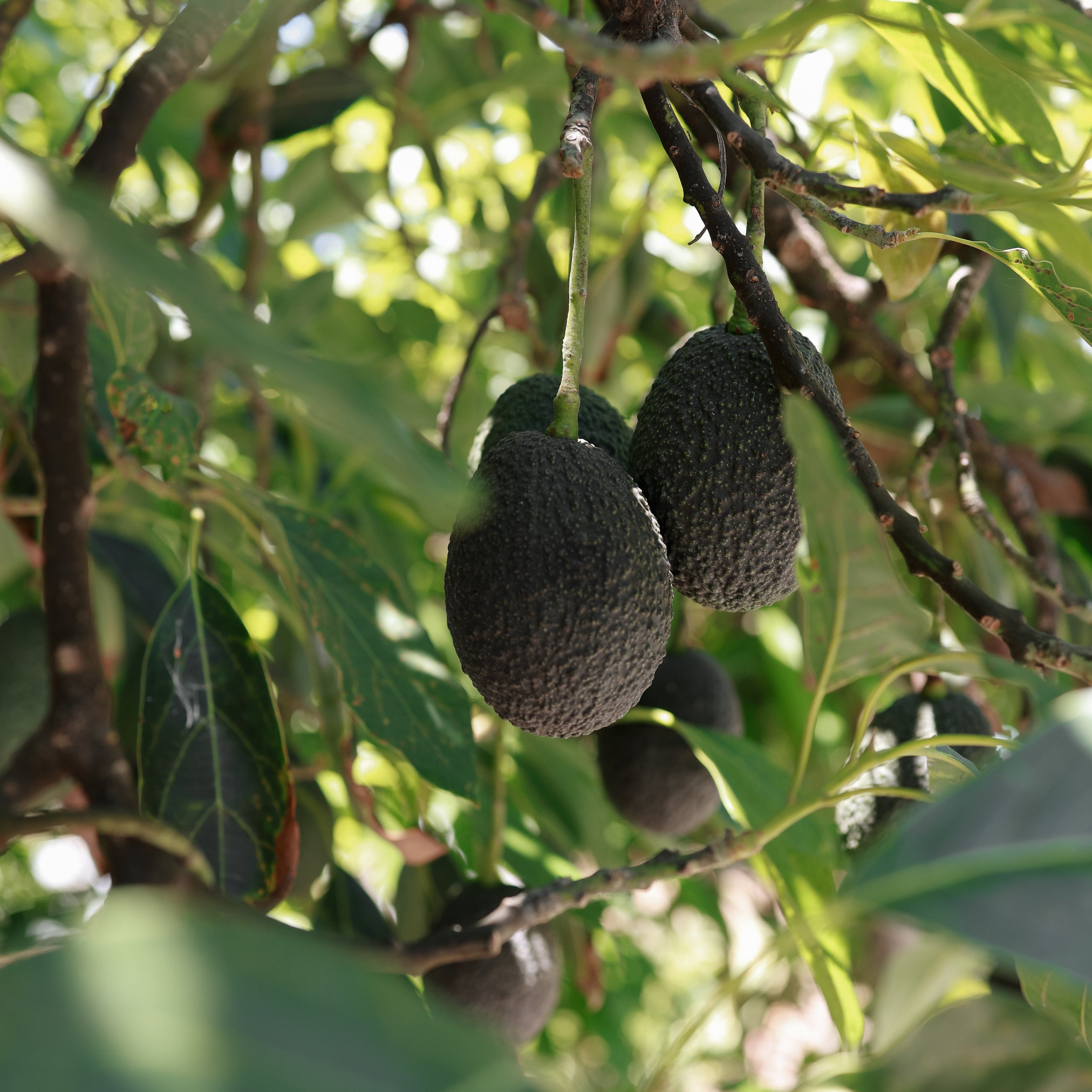 San Diego Avocado Lover Tree Adoption