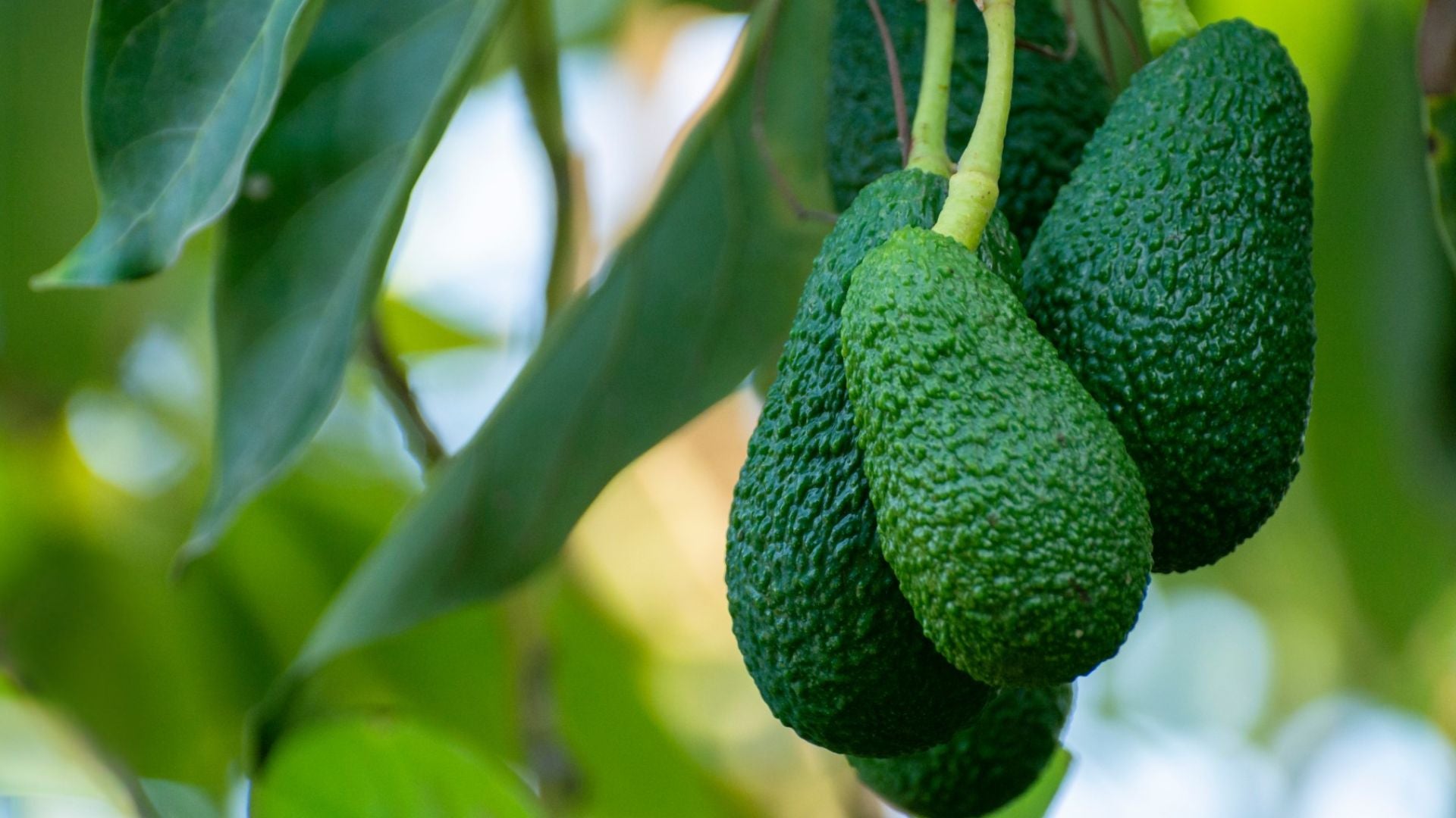 Avocado Grove Steward: Eight Shipments of 12 Delicious Organic Avocados