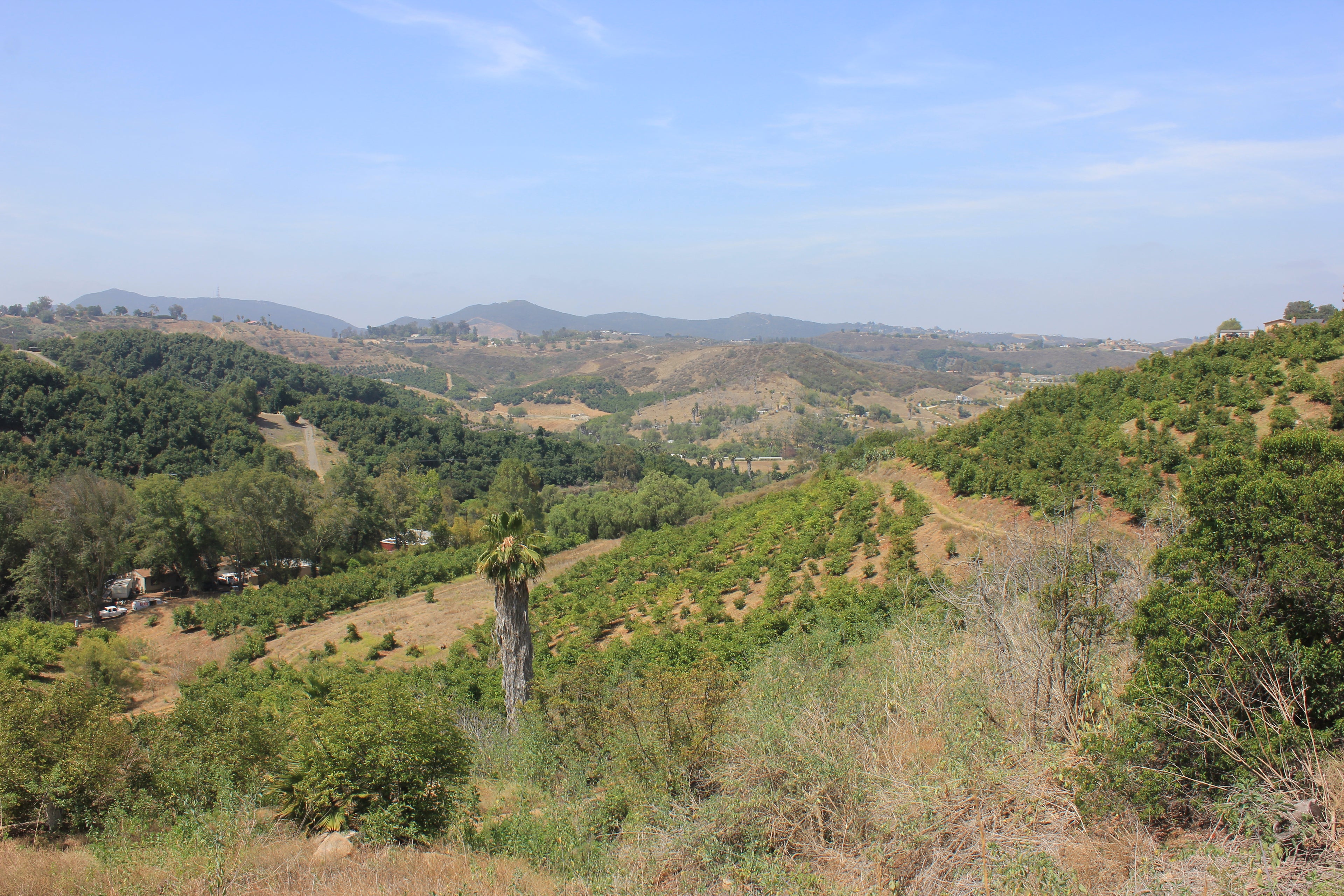 Avocado Harvest Partner-Four Shipments of 12 Delicious Organic Avocados
