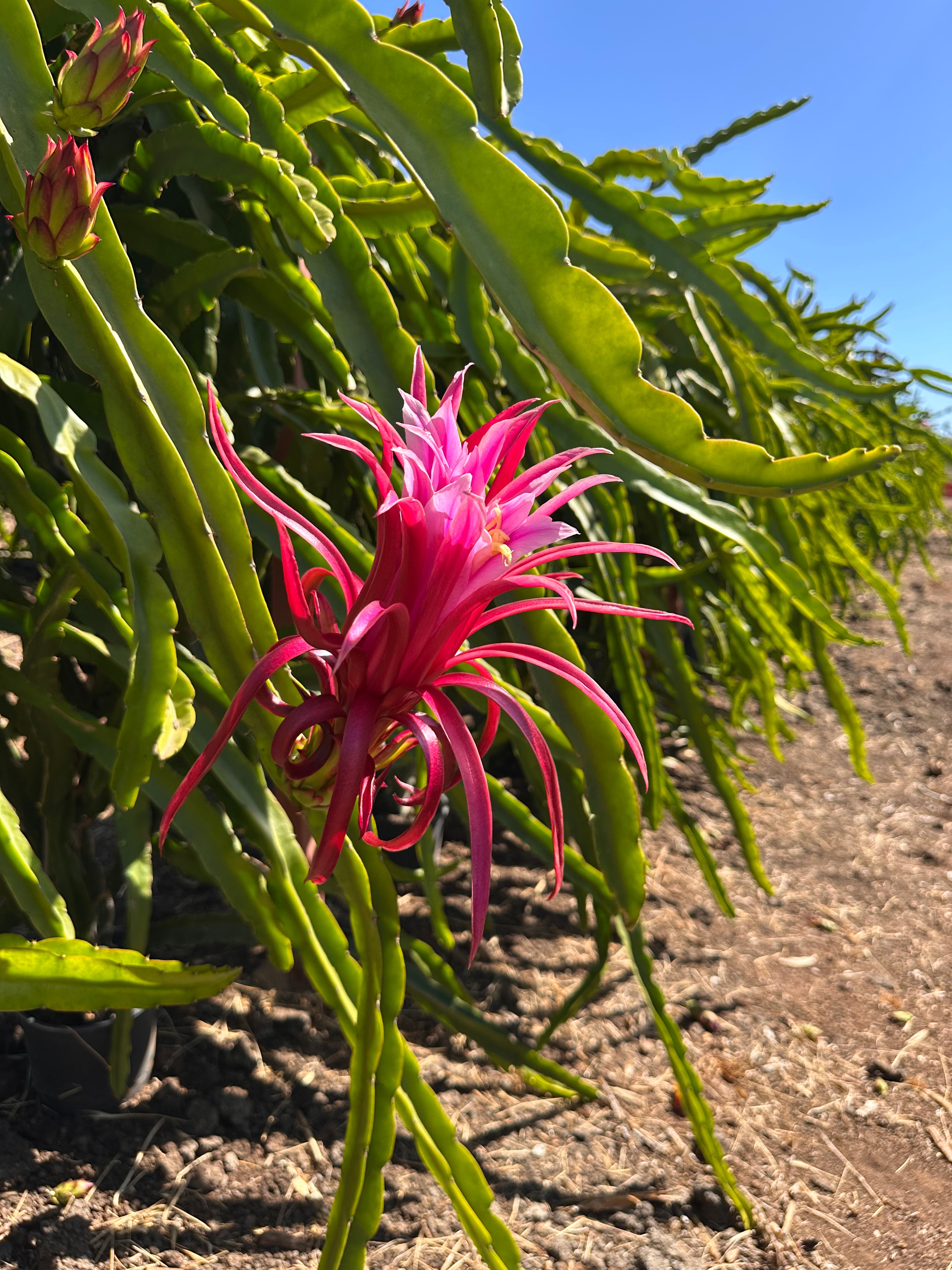 Fortule Farms Cactus Level Supporter