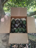 San Diego Avocado Lover