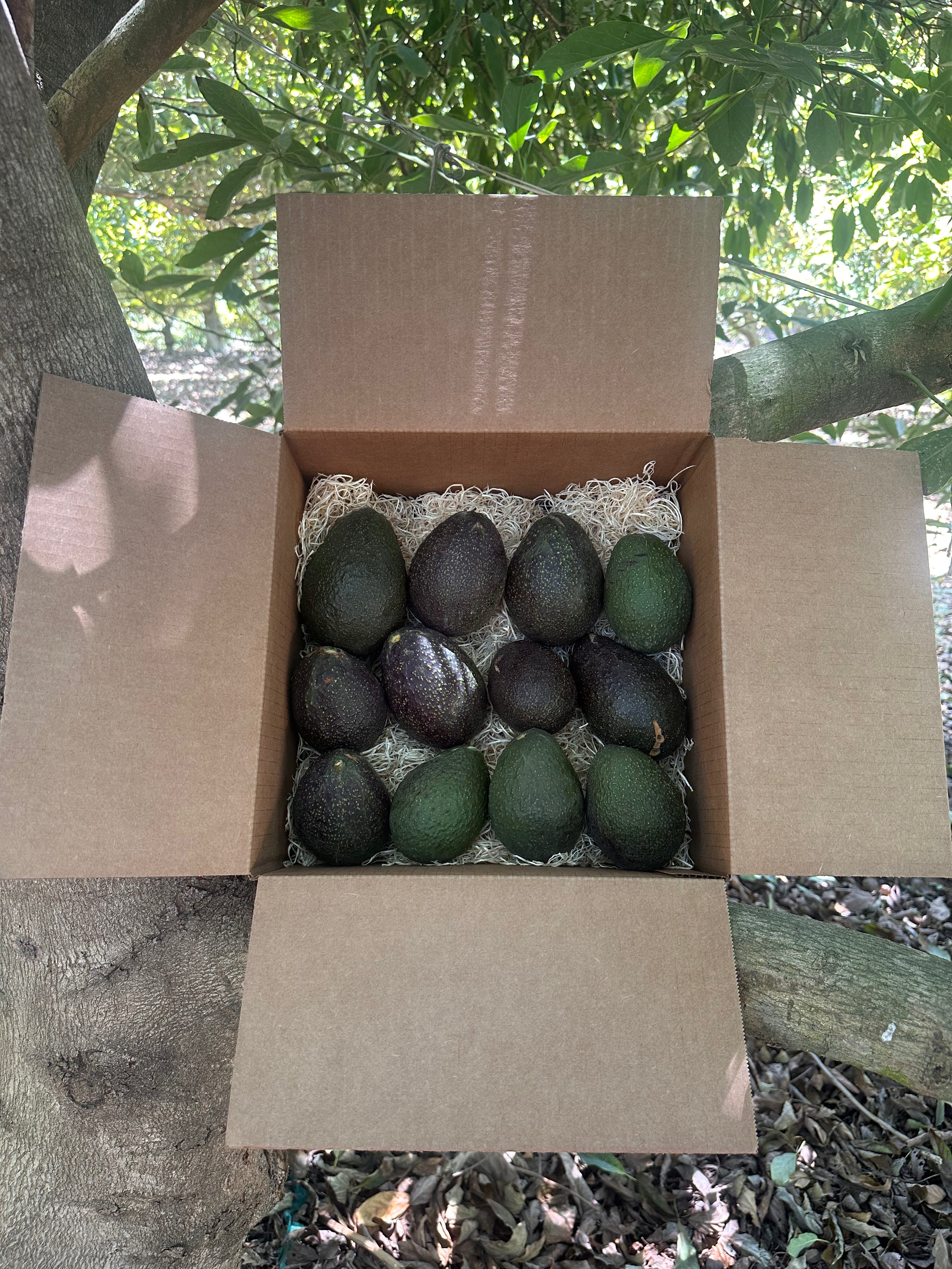 San Diego Avocado Lover
