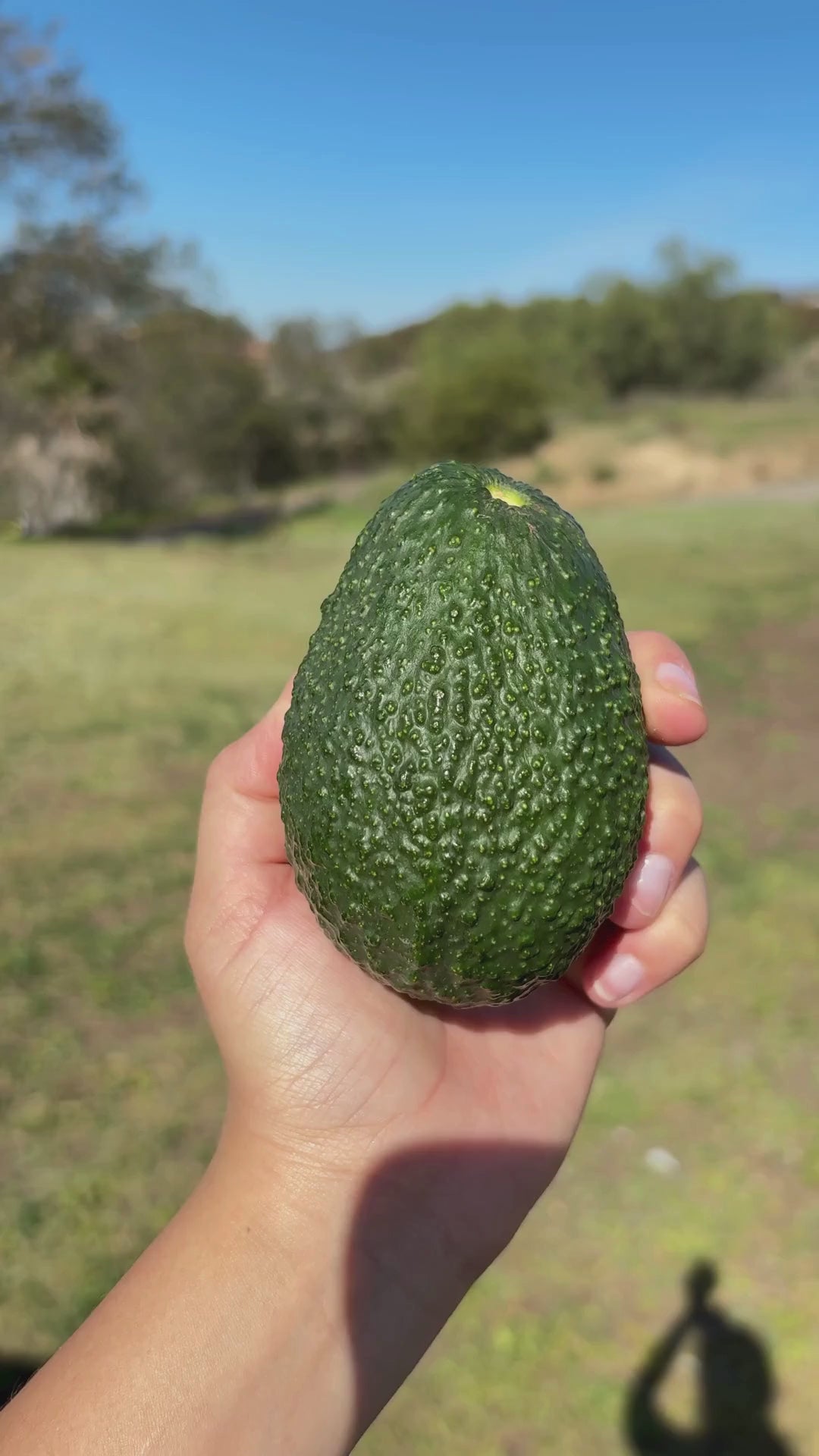 Packing organic avocados to be shipped